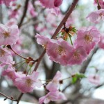 PRUNUS X ACCOLADE Flowering Cherry